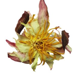dried white lotus flowers