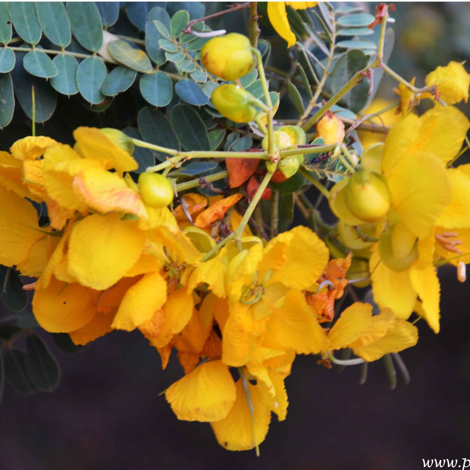 Dried Ranawara Flowers(Cassia Auriculata Naatiral ) - Image 2