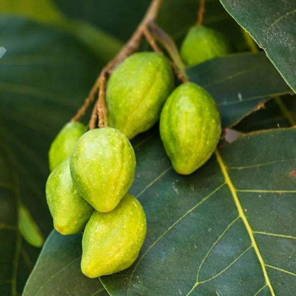 haritaki fruits